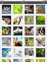 Wallpaper Collection Animals Edition ipad bilder 2