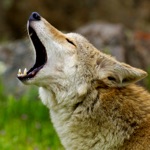 Download Coyote Sounds! app