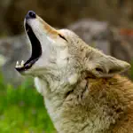 Coyote Sounds! App Cancel