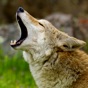 Coyote Sounds! app download