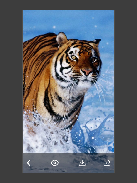 Screenshot #6 pour Animals & Birds HD Wallpaper - Great Collection
