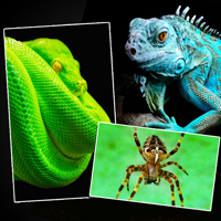 Snakes Spiders Lizards and Reptiles - Animals Wallpapers