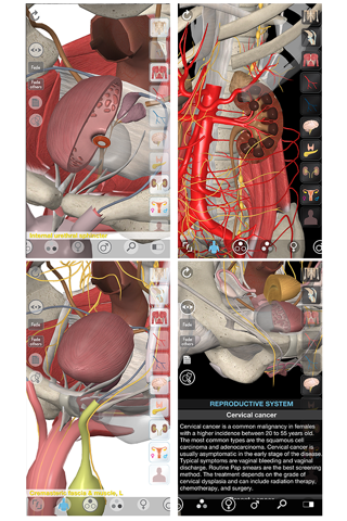 3D Organon Anatomy - Reproductive and Urinary Systems screenshot 3