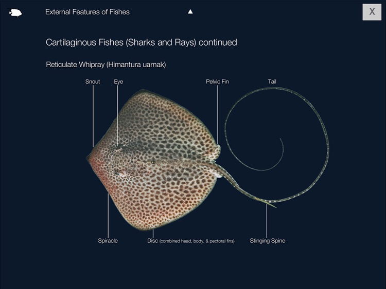 Reef Fishes of the East Indies (Vol. 1) screenshot-3