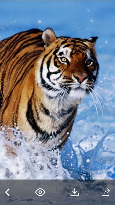 Screenshot #2 pour Animals & Birds HD Wallpaper - Great Collection