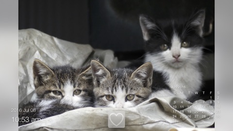 Screenshot #2 for 12 months of Street Cats