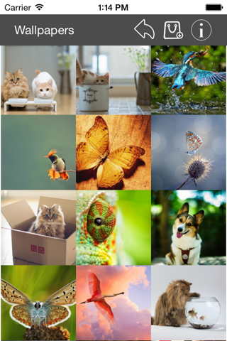 Wallpaper Collection Animals Edition - náhled