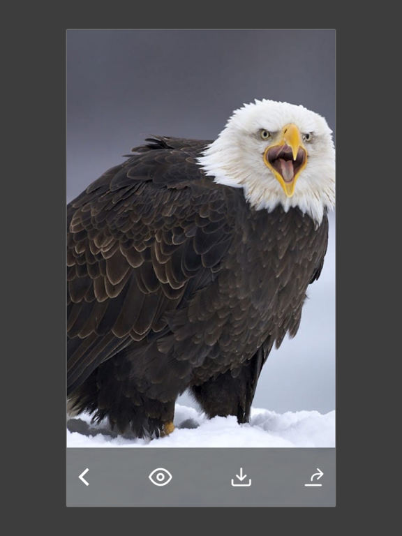 Screenshot #5 pour Animals & Birds HD Wallpaper - Great Collection