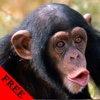 Monkey Photos & Video Galleries FREE