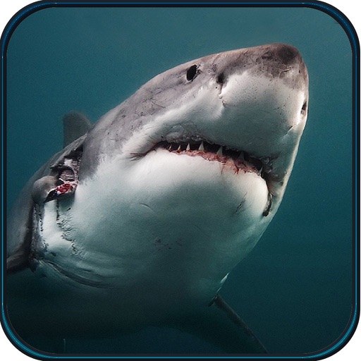 Hungry Spear Shark Hunting Pro  - underwater Deep sea shooting hunter game Icon