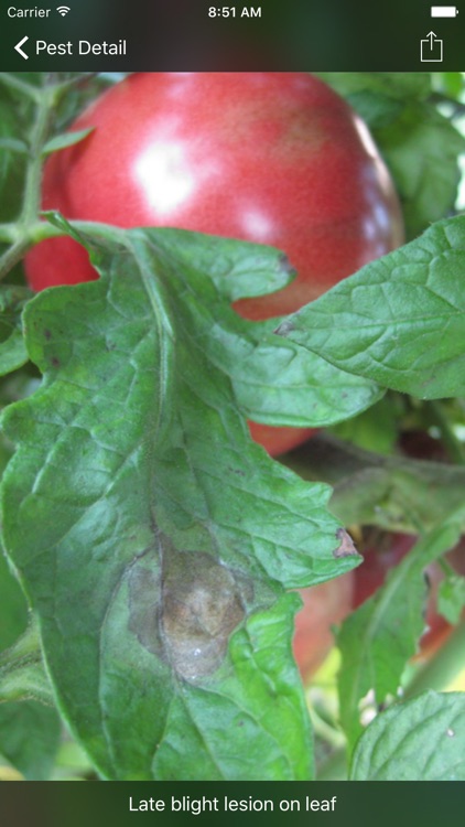 Purdue Tomato Doctor screenshot-3