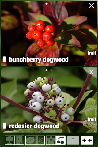 Tree Id Canada - identify over 1000 native Canadian species of Trees, Shrubs and Bushesのおすすめ画像4