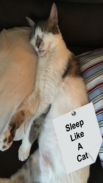 Purrrfect Sleep