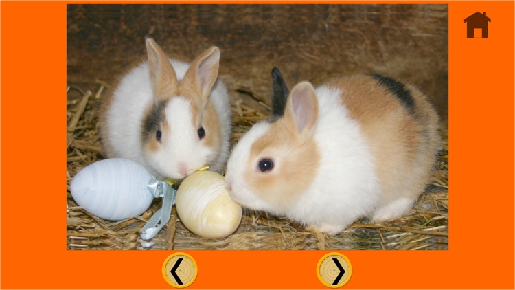 friendly rabbits for kids free
