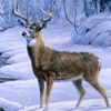 Deer Hunting 3D : Ice Age - iPhoneアプリ