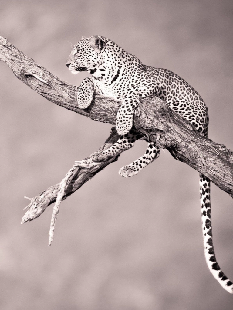 Animals & Birds HD Wallpaper - Great Collection