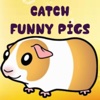 Catch Funny Pigs
