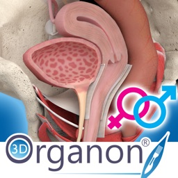 3D Organon Anatomy - Reproductive and Urinary Systems