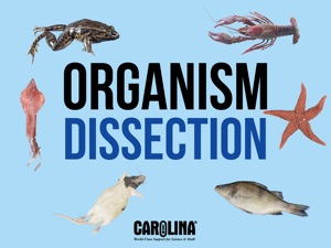 Organism Dissection Free screenshot #1 for iPad