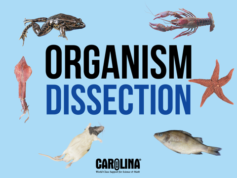 Screenshot #4 pour Organism Dissection Free
