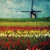 Flowers and Windmills Wallpapers HD: Quotes Backgrounds with Art Pictures