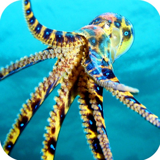 Under Water Octopus Hunt Pro - Sea Creature Hunt Simulator Icon