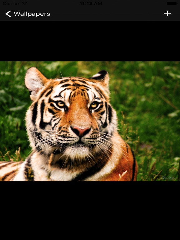 Telecharger Fonds D Ecran Tigre Pour Iphone Ipad Sur L App Store