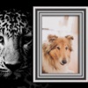 WildAnimal Photo Frame - Amazing Picture Frames & Photo Editor