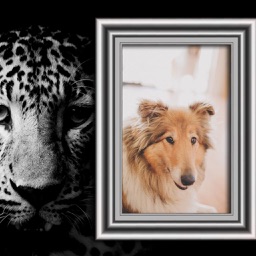 WildAnimal Photo Frame - Amazing Picture Frames & Photo Editor