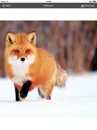 Wallpaper Collection Animals Edition ipad bilder 3