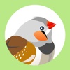 Finch for Twitter - Discover and curate photos