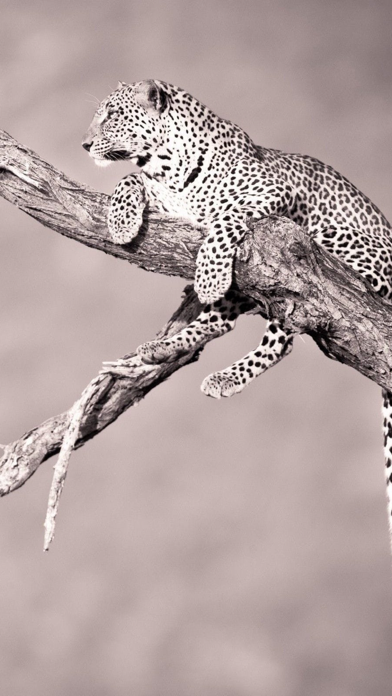 Screenshot #1 pour Animals & Birds HD Wallpaper - Great Collection