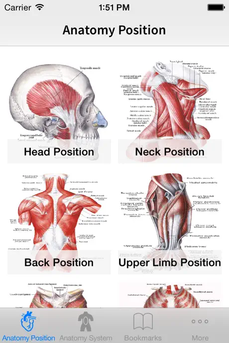 Human Anatomy Position