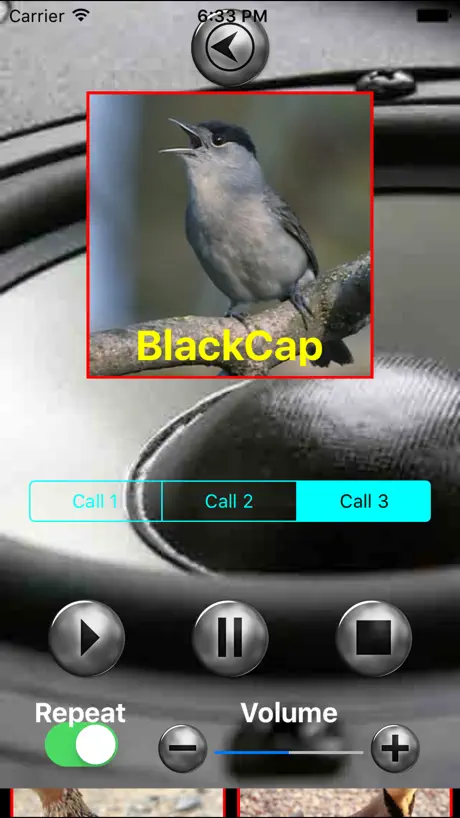 Birds Mimic