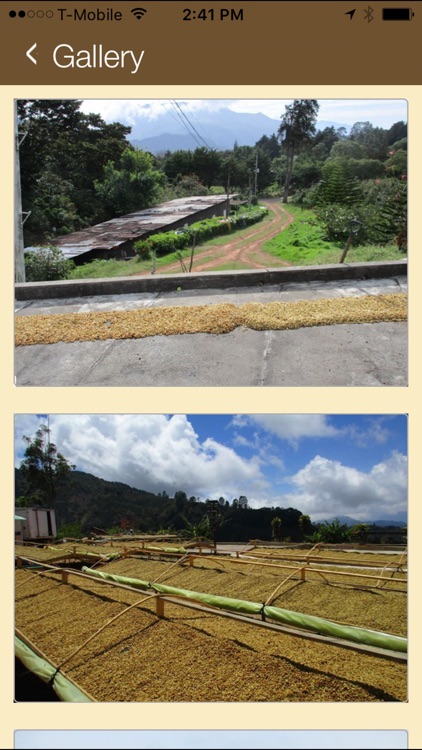 Bodhi Leaf Coffee Traders