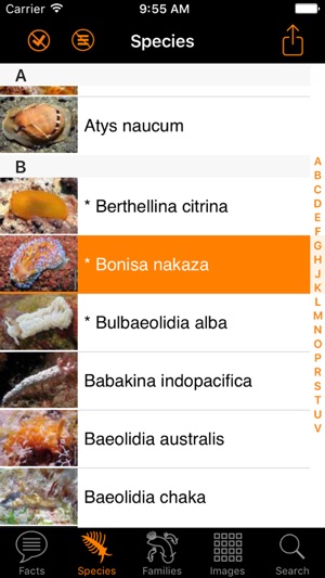 Nudibranch ID IndianOcn RedSea(圖3)-速報App