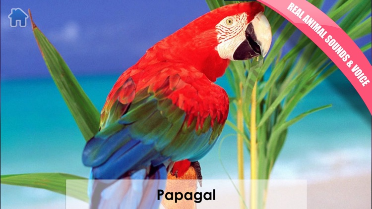 Copiii Invata! Jocuri pentru copii 1-3 ani