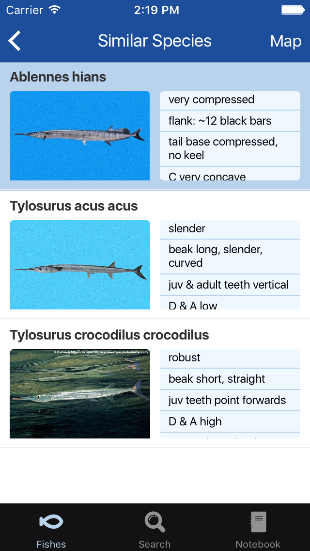 Fishes Greater Caribbean