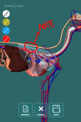 Game screenshot Visual Anatomy - Canine hack