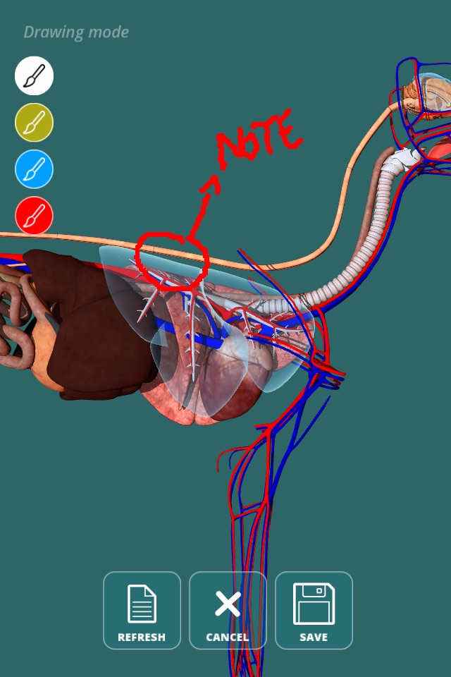 Visual Anatomy - Canine screenshot 3