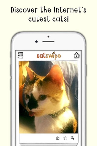 catSwipe - Swipe your way through endless kitties! screenshot 3