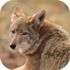 Coyote Hunting Calls!