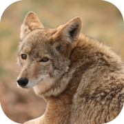 Coyote Hunting Calls!