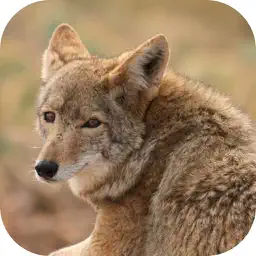 Coyote Hunting Calls! app icon