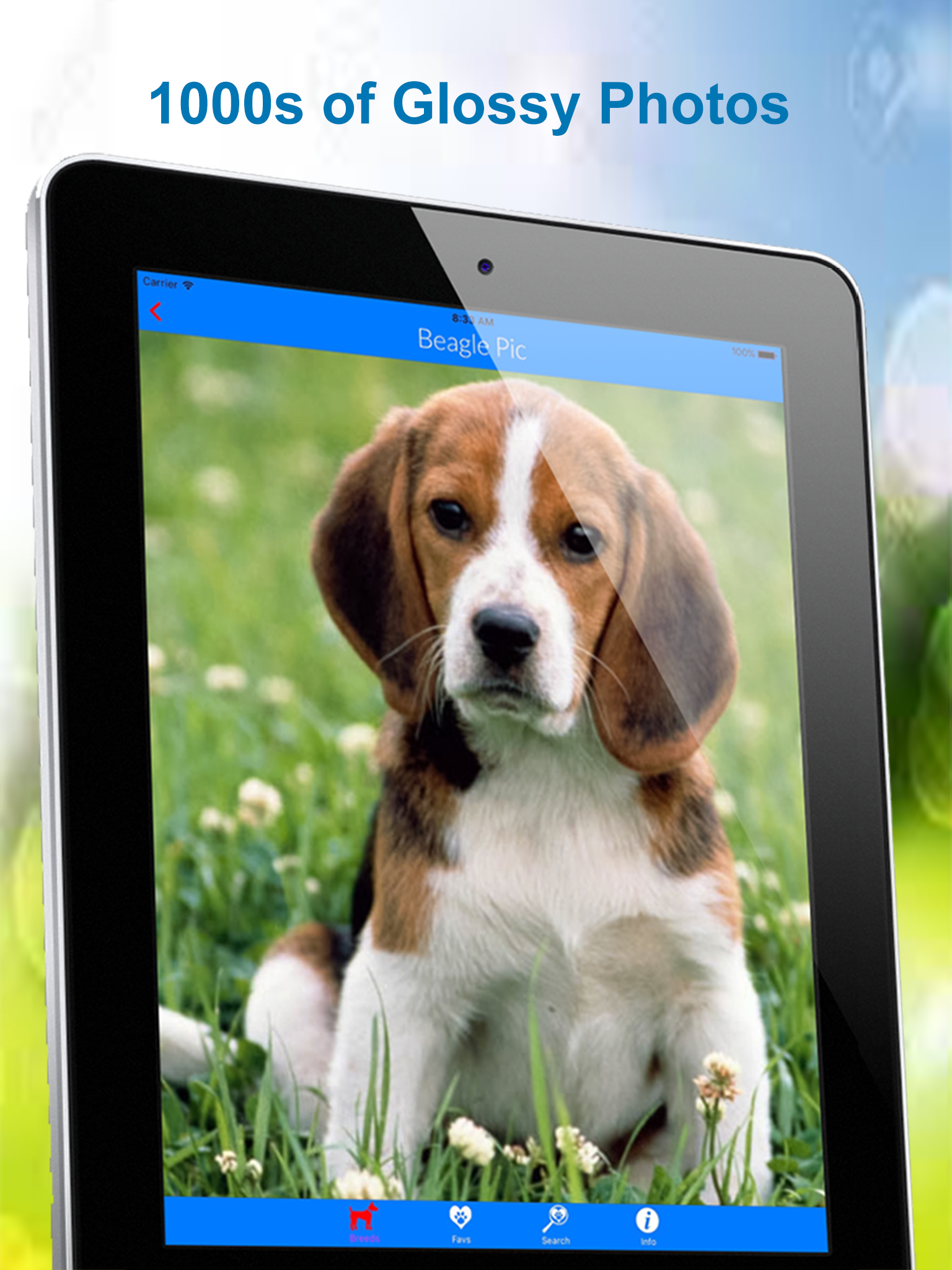 Dog Breeds A to Z screenshot 8