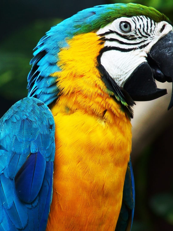 Animals & Birds HD Wallpaper - Great Collection iPad screenshot 4 - Photo & Video app