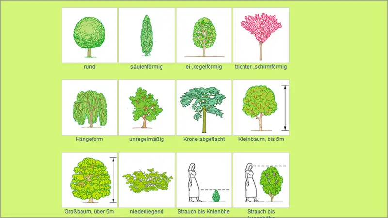 Baum-Bestimmung screenshot 4 of 5
