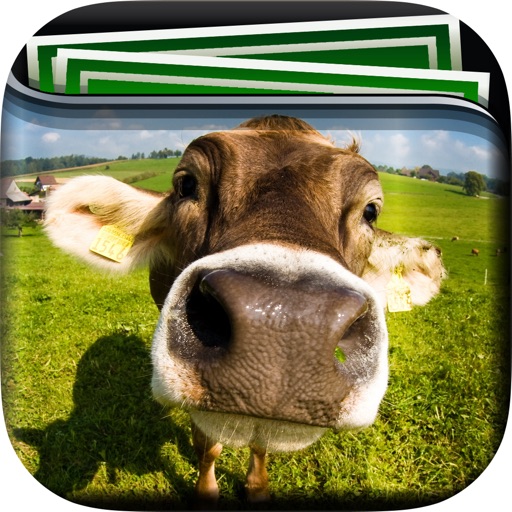 Cow Gallery HD – Retina Wallpaper , Animal Themes and Backgrounds icon