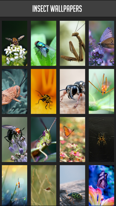 How to cancel & delete Insect Wallpaper from iphone & ipad 1