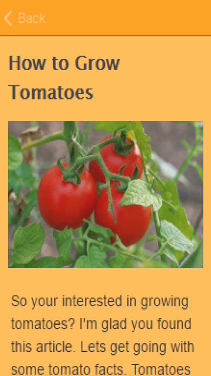 How To Grow Tomatoes